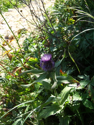 Famiglia dei cardi????